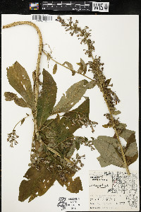 Lobelia siphilitica var. siphilitica image