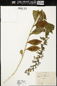 Lobelia siphilitica var. siphilitica image