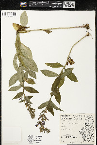 Lobelia siphilitica var. siphilitica image