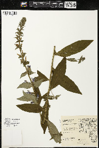 Lobelia siphilitica var. siphilitica image