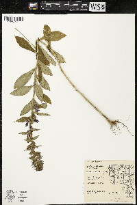 Lobelia siphilitica var. siphilitica image