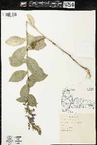 Lobelia siphilitica var. siphilitica image