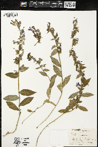 Lobelia siphilitica var. siphilitica image