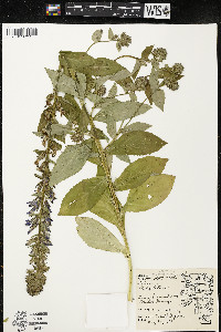 Lobelia siphilitica var. siphilitica image