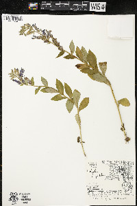 Lobelia siphilitica var. siphilitica image