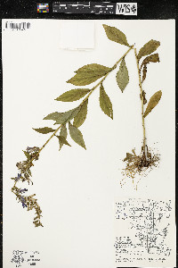 Lobelia siphilitica var. siphilitica image