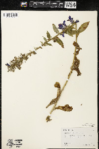 Lobelia siphilitica var. siphilitica image