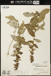 Lobelia siphilitica var. siphilitica image