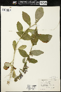 Lobelia siphilitica var. siphilitica image