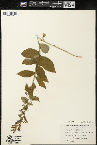 Lobelia siphilitica var. siphilitica image