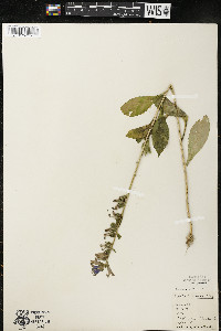 Lobelia siphilitica var. siphilitica image