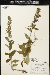 Lobelia siphilitica var. siphilitica image