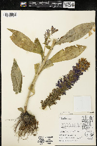 Lobelia siphilitica var. siphilitica image