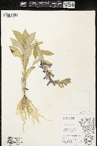 Lobelia siphilitica var. siphilitica image