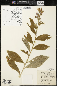 Lobelia siphilitica var. siphilitica image