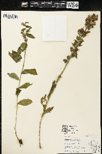 Lobelia siphilitica var. siphilitica image