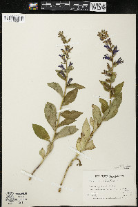 Lobelia siphilitica var. siphilitica image