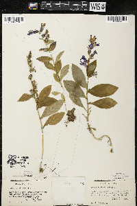 Lobelia siphilitica var. siphilitica image