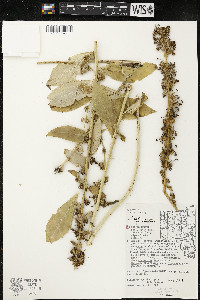 Lobelia siphilitica var. siphilitica image