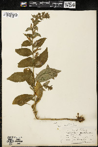 Lobelia siphilitica var. siphilitica image