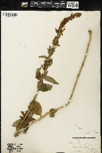 Lobelia siphilitica var. siphilitica image