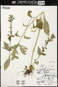 Lobelia siphilitica var. siphilitica image
