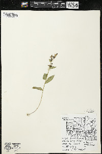 Lobelia siphilitica var. siphilitica image