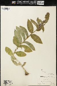 Lobelia siphilitica var. siphilitica image