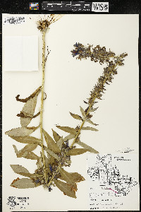 Lobelia siphilitica var. siphilitica image