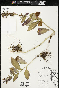 Lobelia siphilitica var. siphilitica image