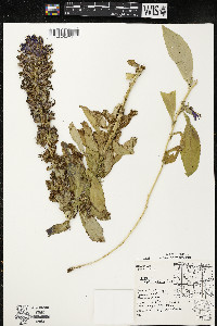 Lobelia siphilitica var. siphilitica image