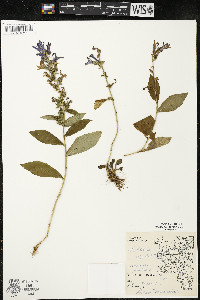 Lobelia siphilitica var. siphilitica image