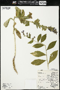 Lobelia siphilitica var. siphilitica image