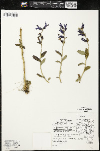 Lobelia siphilitica var. siphilitica image