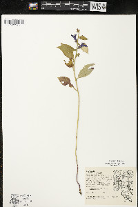 Lobelia siphilitica var. siphilitica image