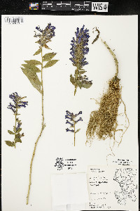 Lobelia siphilitica var. siphilitica image