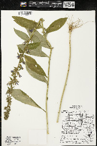 Lobelia siphilitica var. siphilitica image