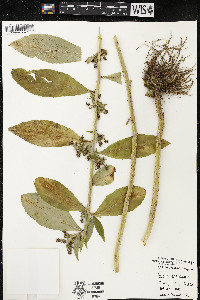 Lobelia siphilitica var. siphilitica image