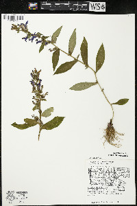 Lobelia siphilitica var. siphilitica image