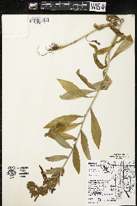 Lobelia siphilitica var. siphilitica image