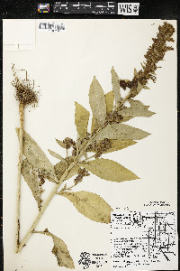 Lobelia siphilitica var. siphilitica image