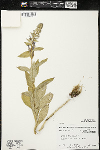Lobelia siphilitica var. siphilitica image