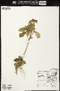 Lobelia siphilitica var. siphilitica image