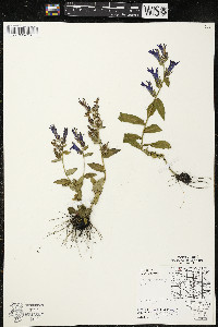 Lobelia siphilitica var. siphilitica image