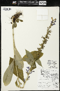 Lobelia siphilitica var. siphilitica image