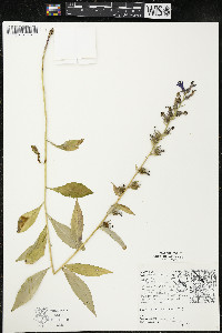 Lobelia siphilitica var. siphilitica image