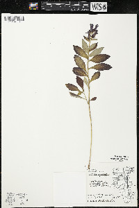 Lobelia siphilitica var. siphilitica image