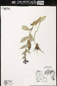 Lobelia siphilitica var. siphilitica image