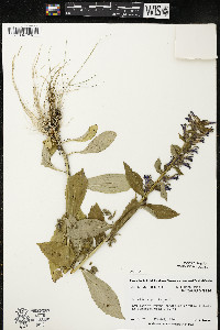 Lobelia siphilitica var. siphilitica image