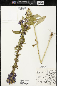 Lobelia siphilitica var. siphilitica image
